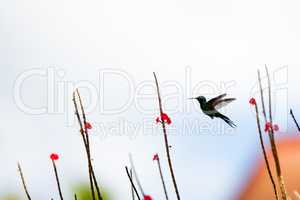 Kubasmaragdkolibri (Chlorostilbon ricordii)