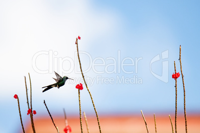 Kubasmaragdkolibri (Chlorostilbon ricordii)