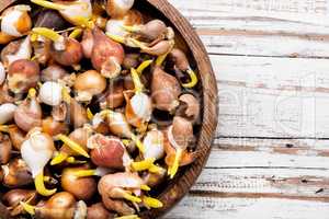 Flower bulbs on the table