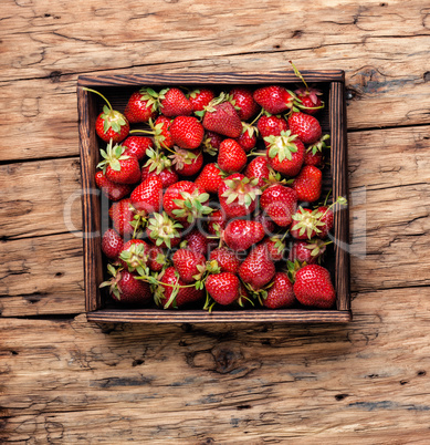 Ripe red strawberries