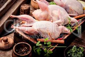 Fresh raw meat quails
