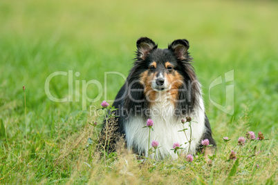 Haushund (Canis lupus familiaris)