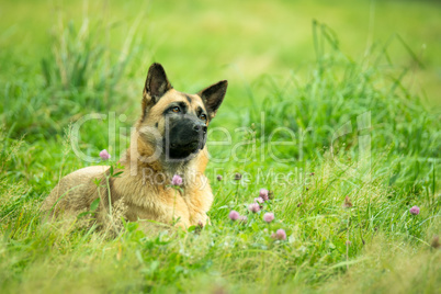 Haushund (Canis lupus familiaris)