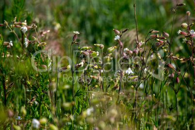 Rural flowers in green grass