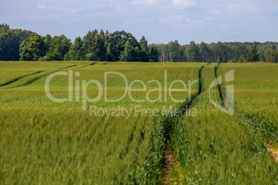 Path on the green cereal field.