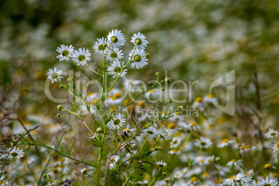 White rural flowers in green grass