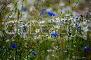 Daisies and cornflowers in green grass