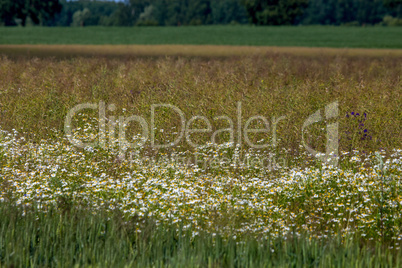 Landscape with daisies in meadow.