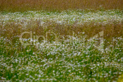 Landscape with daisies in meadow.