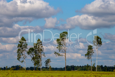 Landscape with trees and blue sky