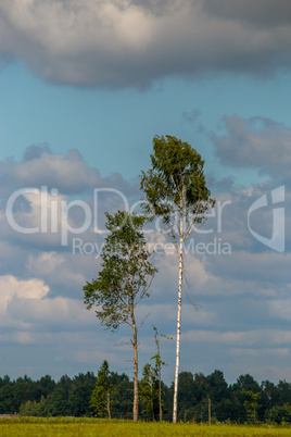 Landscape with trees and blue sky