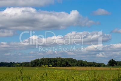 Landscape with cereal field, forest and blue sky