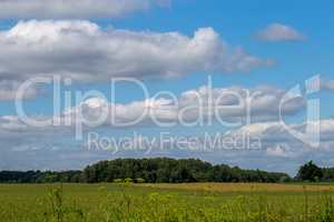 Landscape with cereal field, forest and blue sky