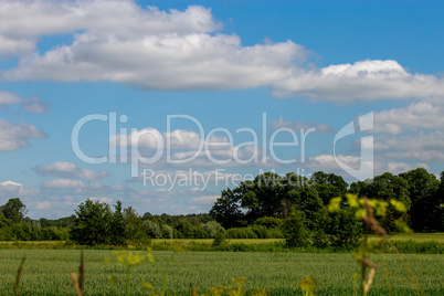 Landscape with cereal field, forest and blue sky