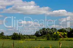 Landscape with cereal field, forest and blue sky