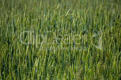 Cereal field as nature background.