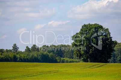 Landscape with cereal field, forest and blue sky