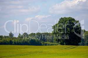 Landscape with cereal field, forest and blue sky