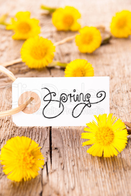 White Label, Dandelion, Calligraphy Spring, Wooden Background