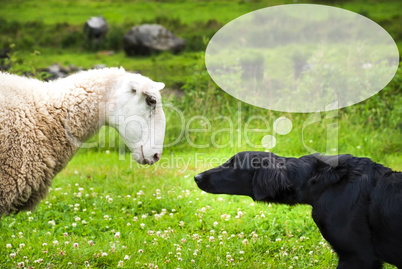 Dog Meets Sheep, Copy Space, Speech Balloon