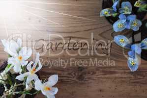 Sunny Crocus And Hyacinth, Text Gardening, Wooden Background