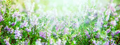 Sunny Erica Flower Field, Summer Season, Bokeh