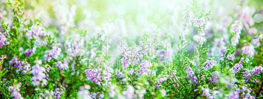 Sunny Erica Flower Field, Summer Season, Bokeh