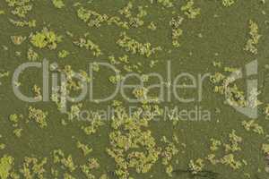 Ivy floating in a pond, detail of aquatic plants photo