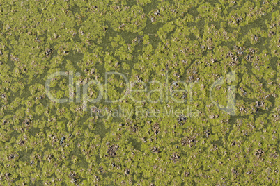 Ivy floating in a pond, detail of aquatic plants photo