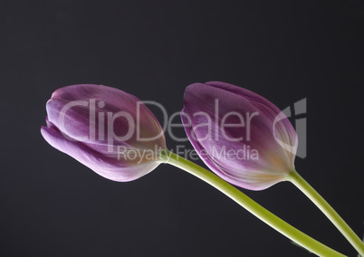 Beautiful purple tulips