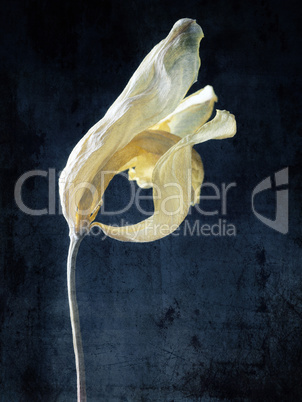 Withered yellow tulip with grunge texture