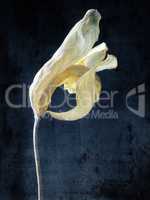 Withered yellow tulip with grunge texture