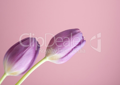 Beautiful purple tulips