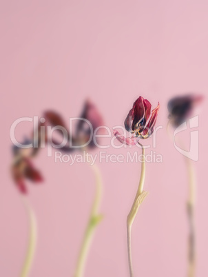 Withered pink tulips