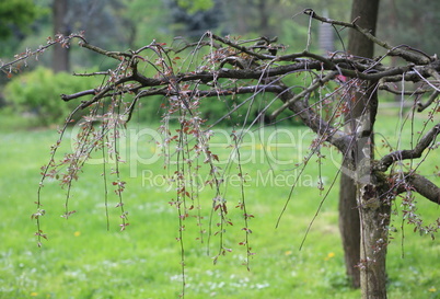 tree at spring day