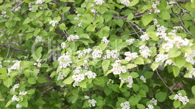 cherry-tree flower