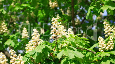 chestnut at spring