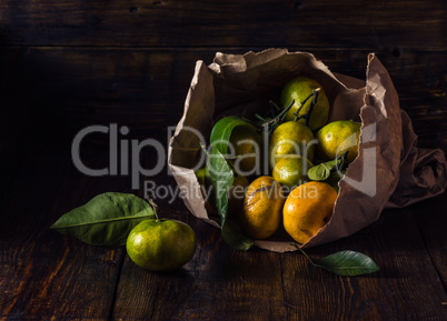 Ripe Tangerines with Leaves