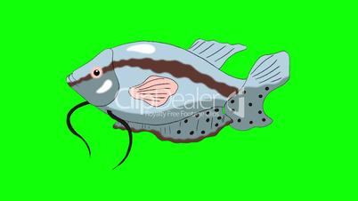 Big Gray Aquarium Fish Gourami  Chroma Key looped