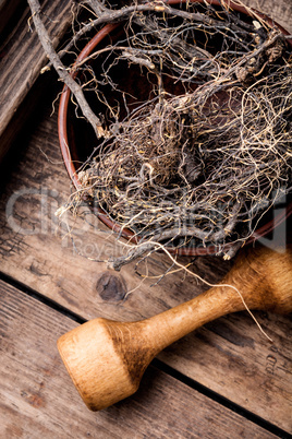 Maral root in herbal medicine