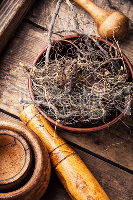 Maral root in herbal medicine