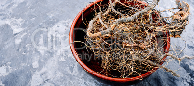 Maral root in herbal medicine
