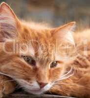 portrait of a redhead adult cat with a big mustache