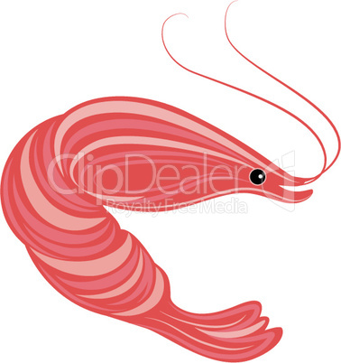 Shrimp illustration. Stylish seafood design element