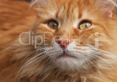 portrait of a redhead adult cat with a big mustache