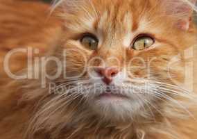 portrait of a redhead adult cat with a big mustache