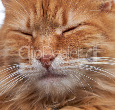 sleeping red fluffy cat with eyes closed