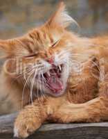 red adult cat yawns