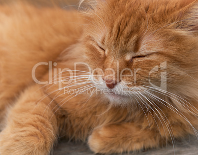 red adult cat sleeps curled up