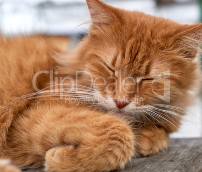 reddish adult cat with a big mustache sleeps